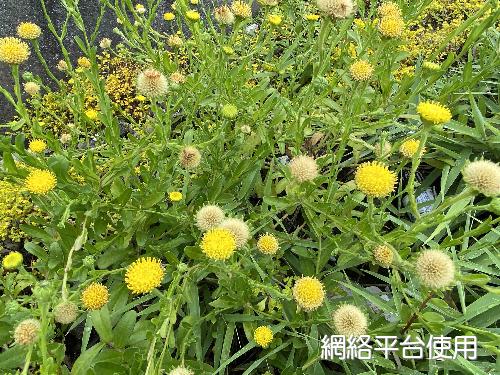 Aster oldhamii Hemsl.&nbsp;?????