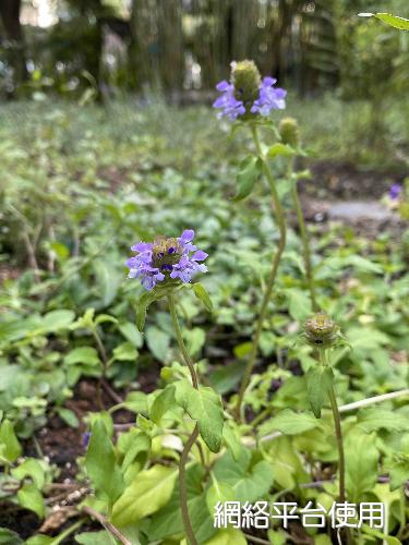 Prunella vulgaris L.&nbsp;???