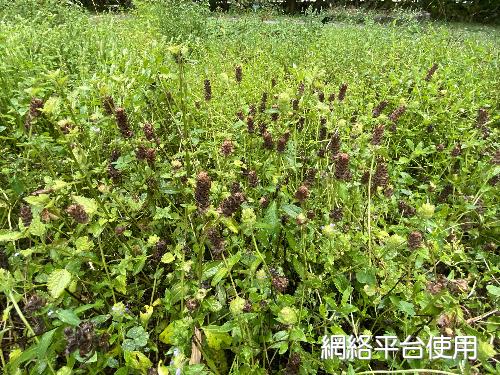 Prunella vulgaris L.&nbsp;???