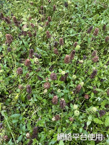 Prunella vulgaris L.&nbsp;???