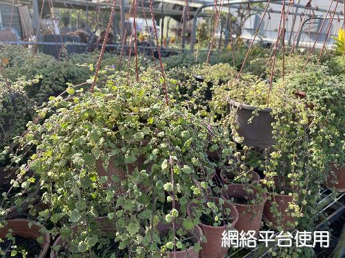 Suzukia shikikunensis Kudo&nbsp;???