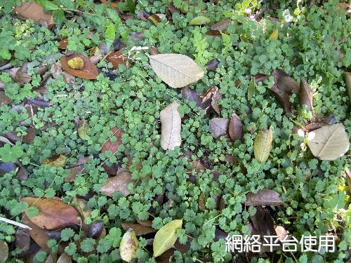 Suzukia shikikunensis Kudo&nbsp;???