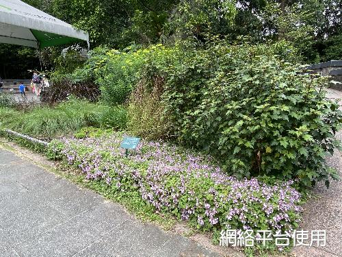 Suzukia shikikunensis Kudo&nbsp;???