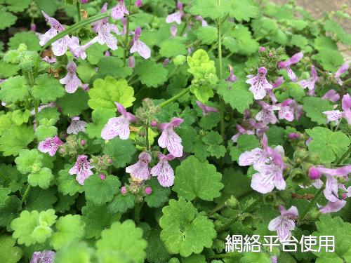 <I>Suzukia</I> <I>shikikunensis</I> Kudo ???