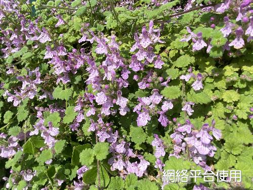 Suzukia shikikunensis Kudo???