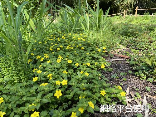 Lysimachia remota Petitm.&nbsp;?????