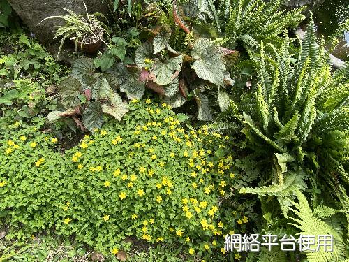 Lysimachia remota Petitm.&nbsp;?????