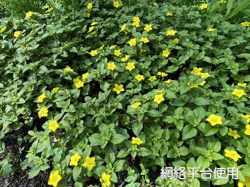 Lysimachia remota Petitm.&nbsp;?????