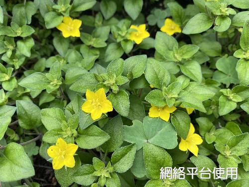 Lysimachia remota Petitm.&nbsp;?????