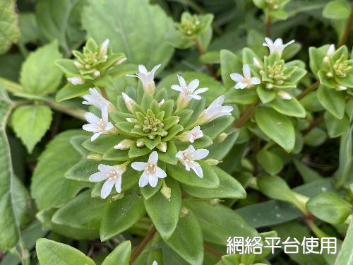Lysimachia mauritiana Lam.&nbsp;?????