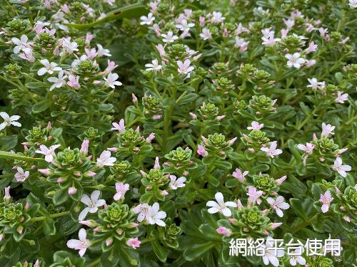 Lysimachia mauritiana Lam.&nbsp;?????