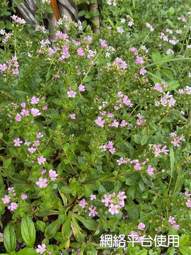 Lysimachia mauritiana Lam.&nbsp;?????