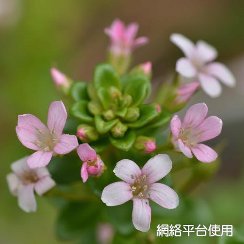 Lysimachia mauritiana Lam.&nbsp;?????
