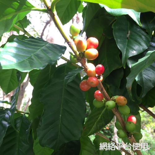 Coffea arabica L.??????