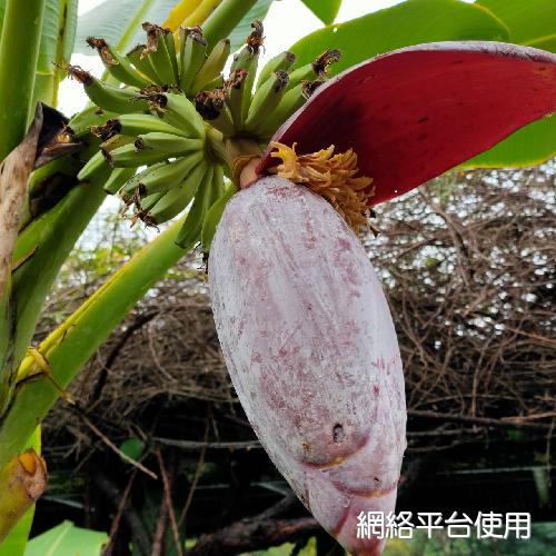 <I>Musa</I> <I>balbisiana</I> Colla&nbsp;??