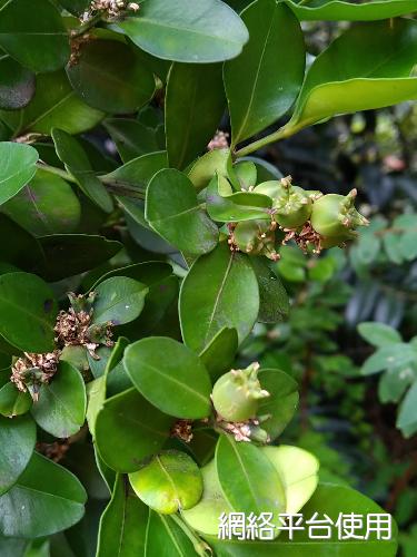 <I>Buxus</I> <I>liukiuensis</I> Makino ????