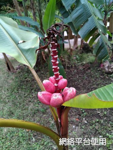 <I>Musa</I> <I>velutina</I> H. Wendl. & Drude 
