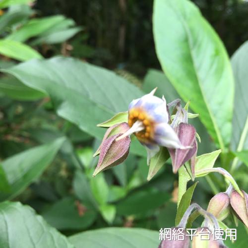 Trichodesma calycosum Collett & Hemsl.???