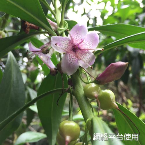 Myoporum bontioides (Sieb. & Zucc.) A. Gray???