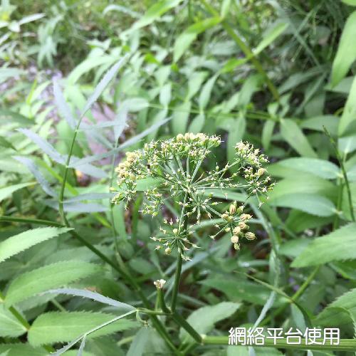 Sium suave Walt.?????