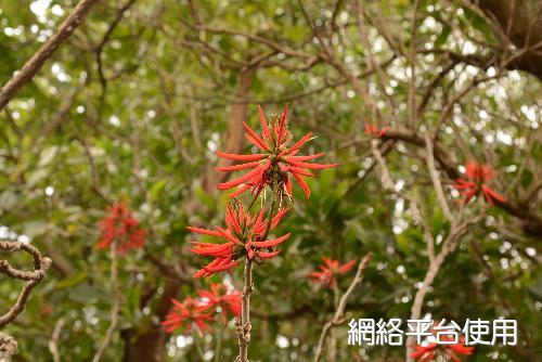 美麗刺桐 - 開花情報 - 最新消息 - 台北植物園