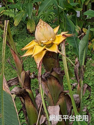 Musella lasiocarpa (Franch.) H. W. Li????