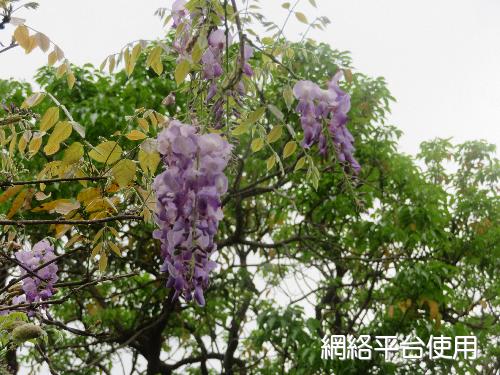 Wisteria sinensis (Sims.) Sweet.??