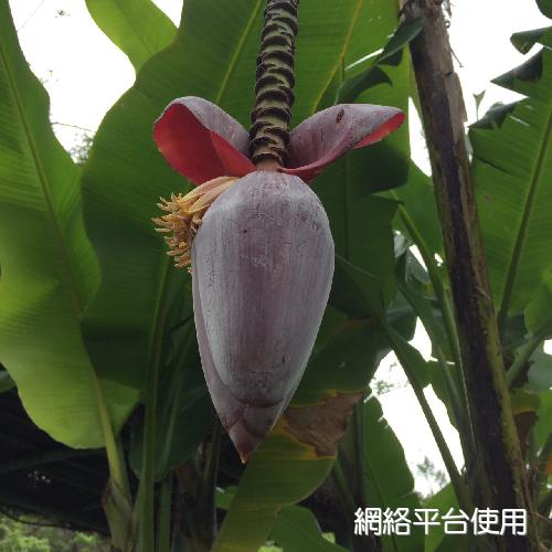 Musa balbisiana Colla??