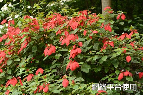 <I>Mussaenda</I> <I>erythrophylla</I> Schumach & Thonn. ?????