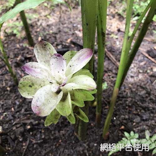 <I>Curcuma</I> <I>amada</I> Roxb.&nbsp;