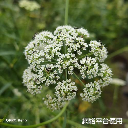 Sium suave Walt.?????