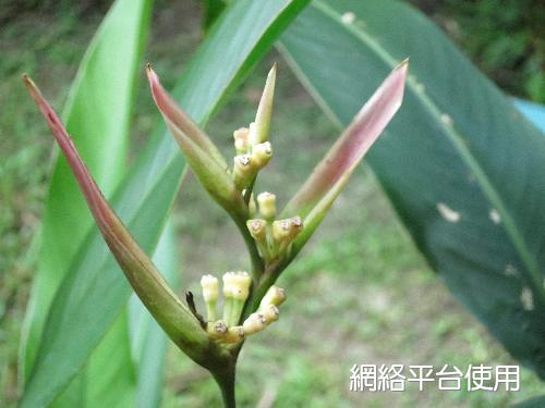 <I>Heliconia</I> <I>sp.</I> &nbsp;