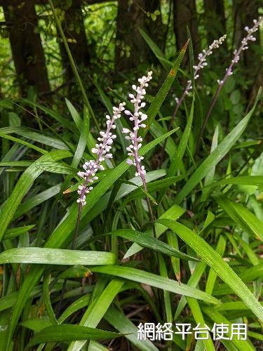 Liriope spicata (Thunb.) Lour.???