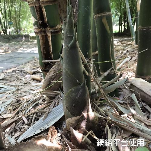 Bambusa edulis (Odashima) Keng????