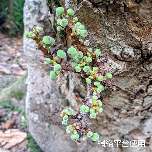 Ficus racemosa L.???