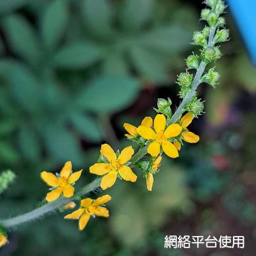 Agrimonia pilosa Ledeb.???