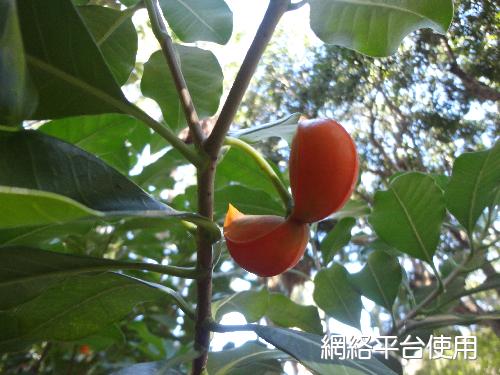 Tabernaemontana subglobosa Merr.?????