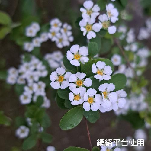 Spiraea prunifolia Siebold & Zucc. var. pseudoprunifolia (Hayata) Li???
