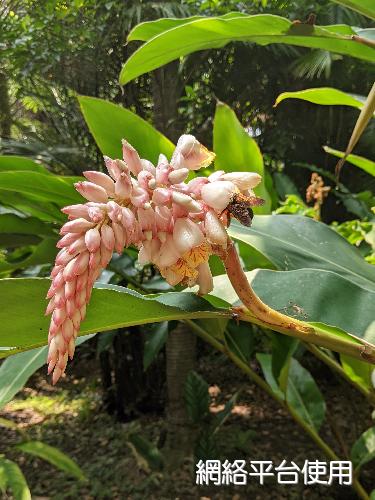 Alpinia mesanthera Hayata?????