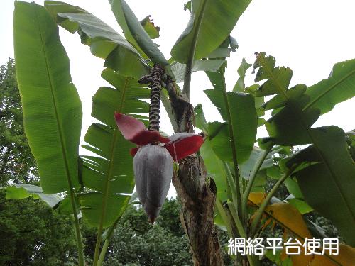 Musa balbisiana Colla??