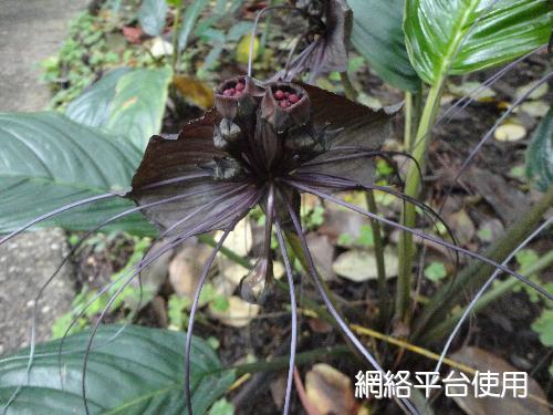 Tacca chantrieri Andre???