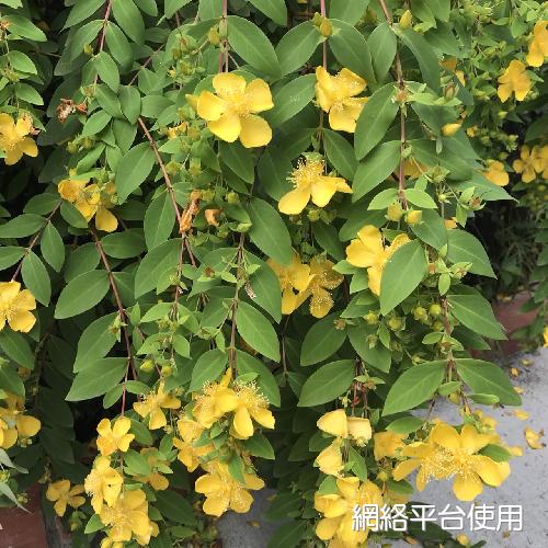 Hypericum formosanum Maxim.?????