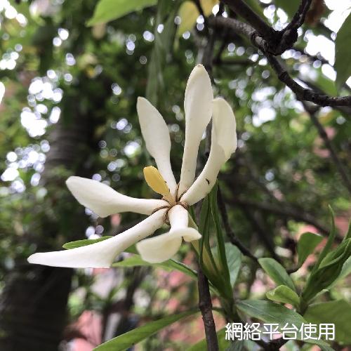 Gardenia jasminoides J. Ellis???