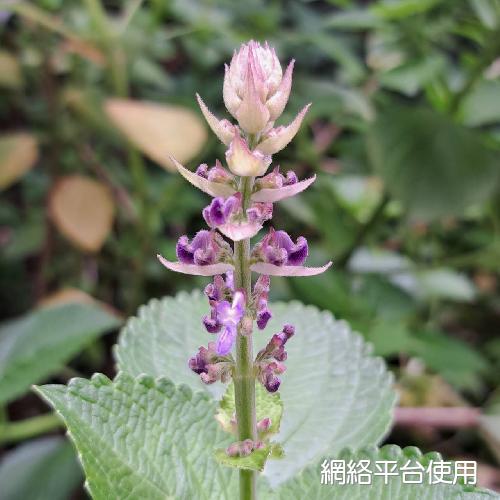 <I>Coleus</I> <I>formosanus</I> Hayata&nbsp;??????