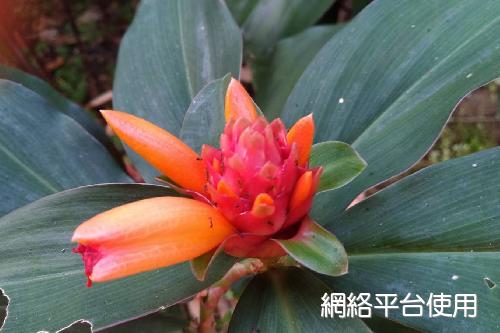 <I>Costus varzearum</I> x <I>C. productus</I> 'Green mountain'&nbsp;