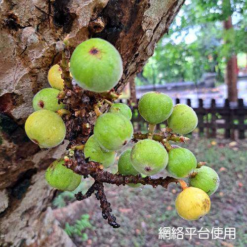 Ficus racemosa L.???