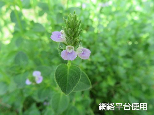 Justicia procumbens L. var. hayatai (Yamamoto) Ohwi?????