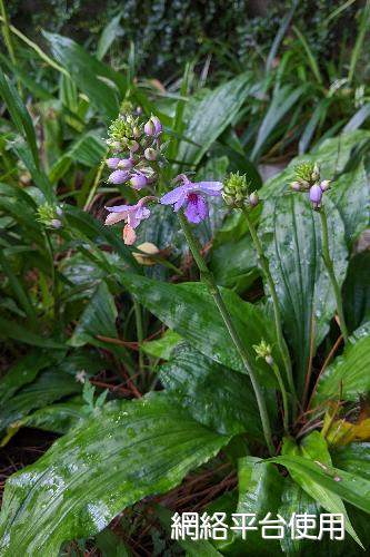 Calanthe sylvatica (Thouars) Lindl.?????