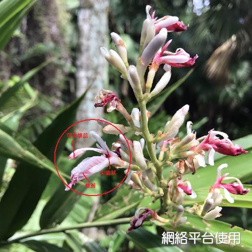 <I>Alpinia</I> <I>officinarum</I> Hance&nbsp;???