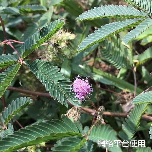 Mimosa pudica L.???